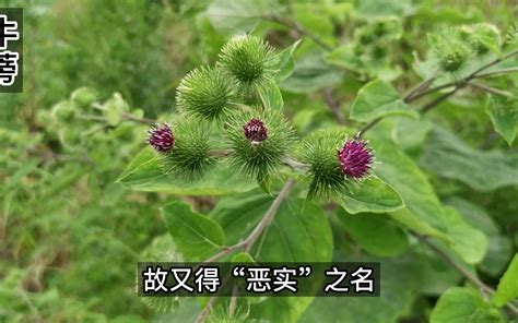 土煙頭功效|【土煙頭功效】體驗土煙頭的強大功效！揭密山煙草的驚人秘密